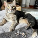 Personalized Pet Wedding Cake Topper